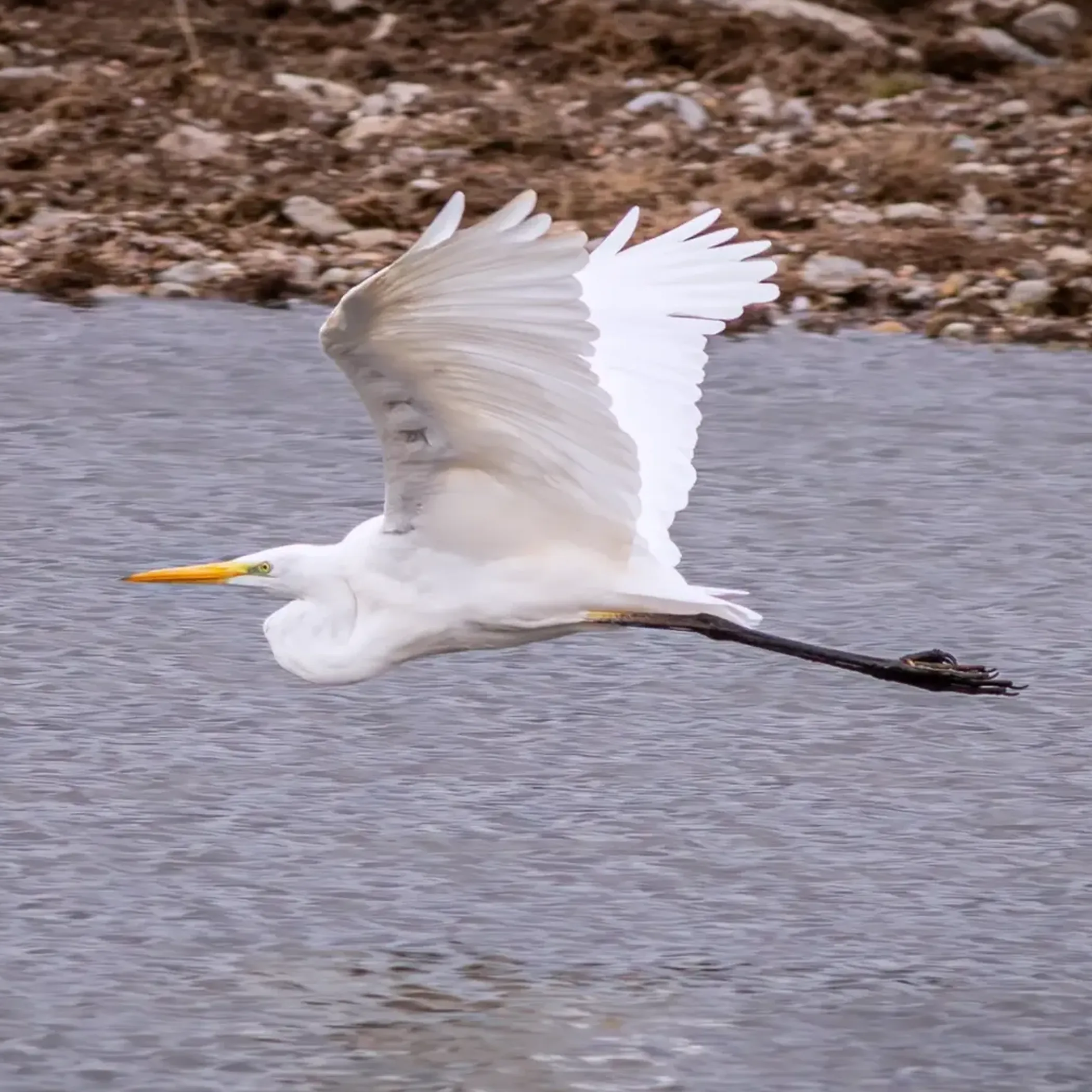 sharp wildlife photo