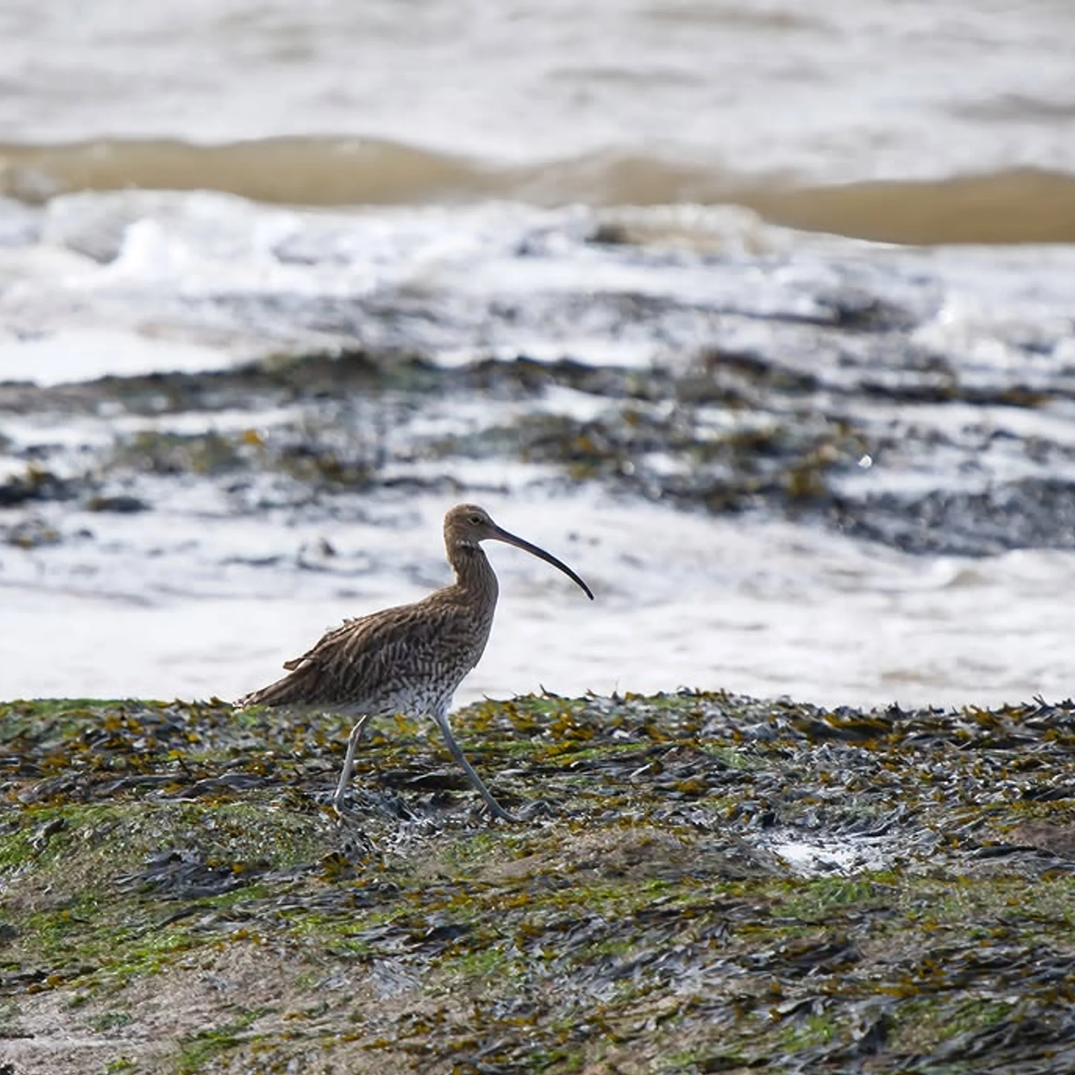 wildlife photograph for birdwatching