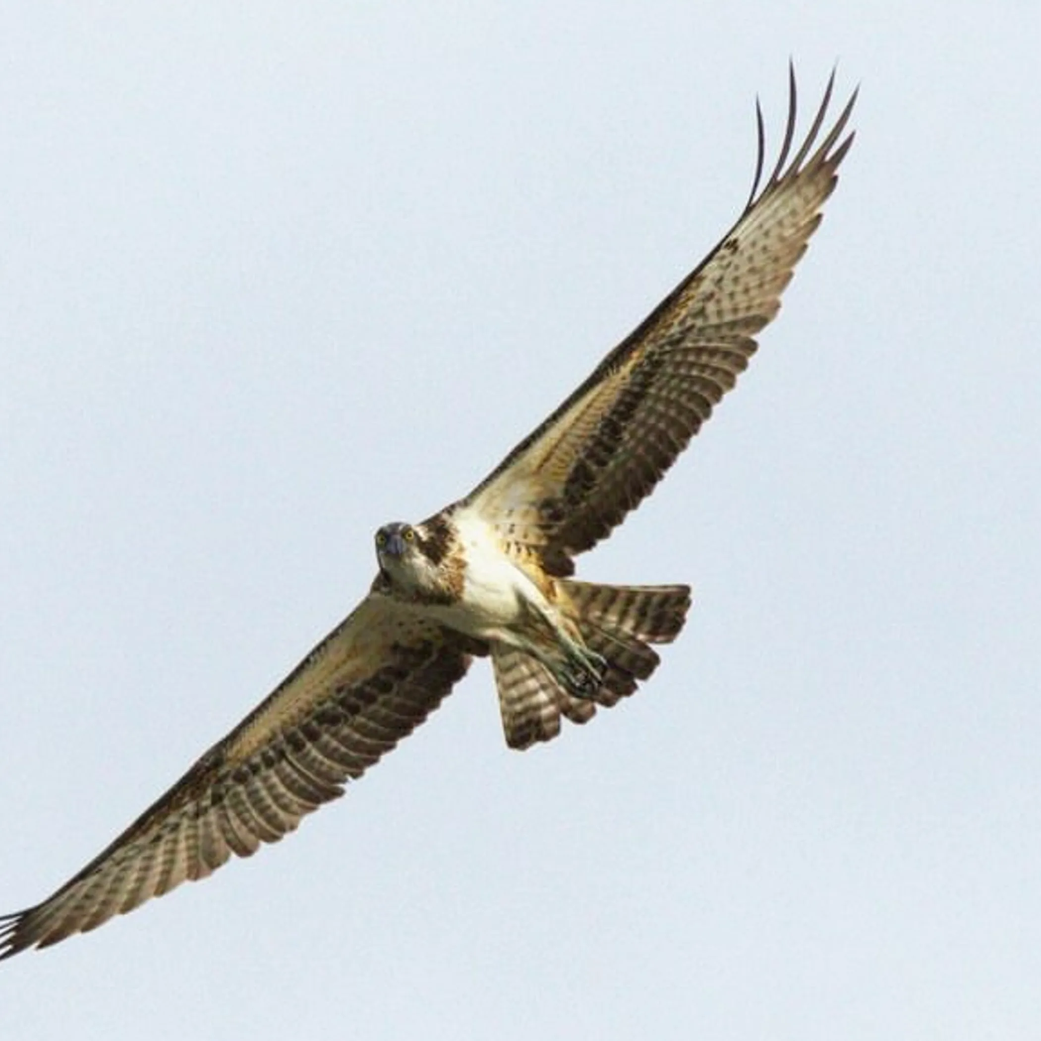 birdwatching wildlife photograph