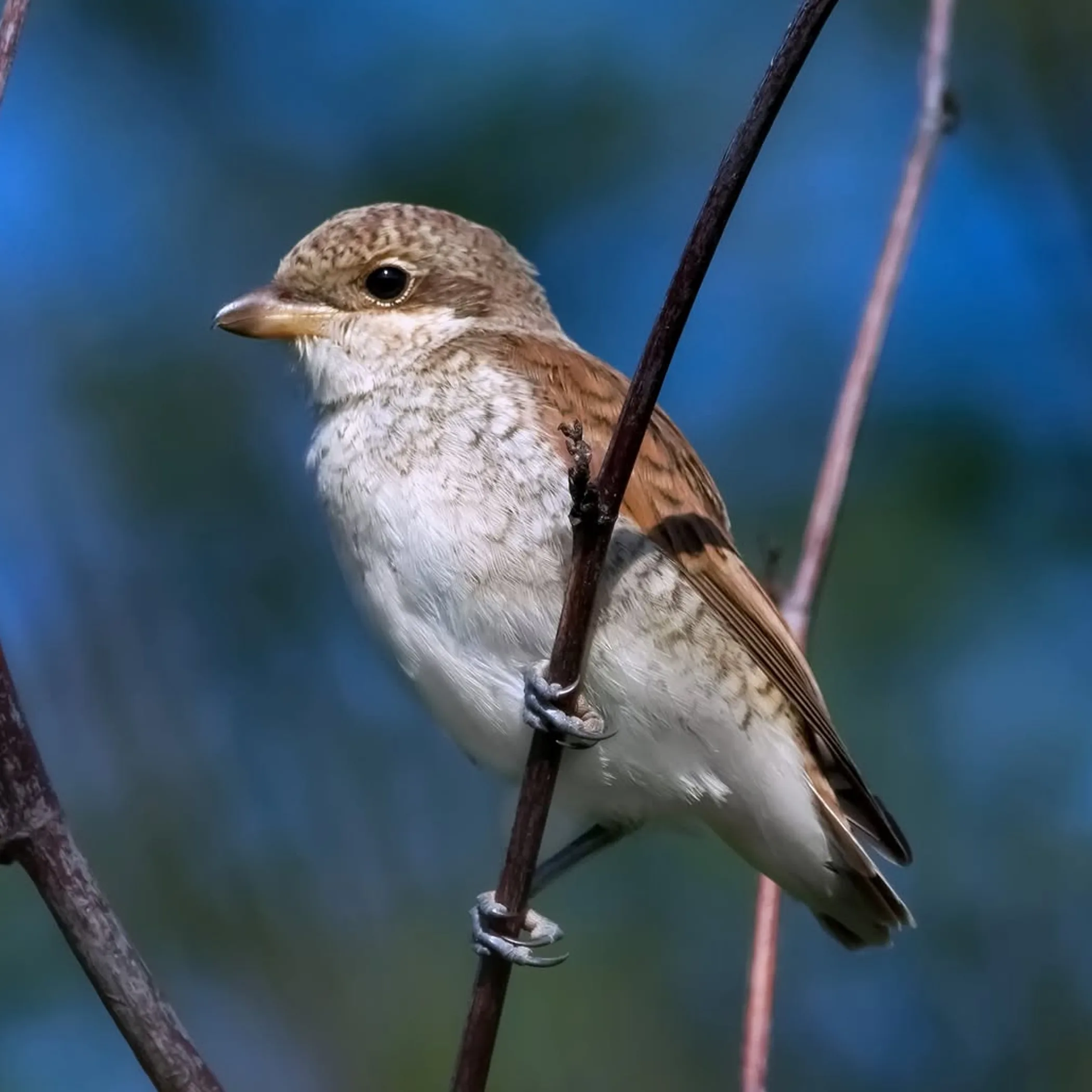 bird in a natural setting