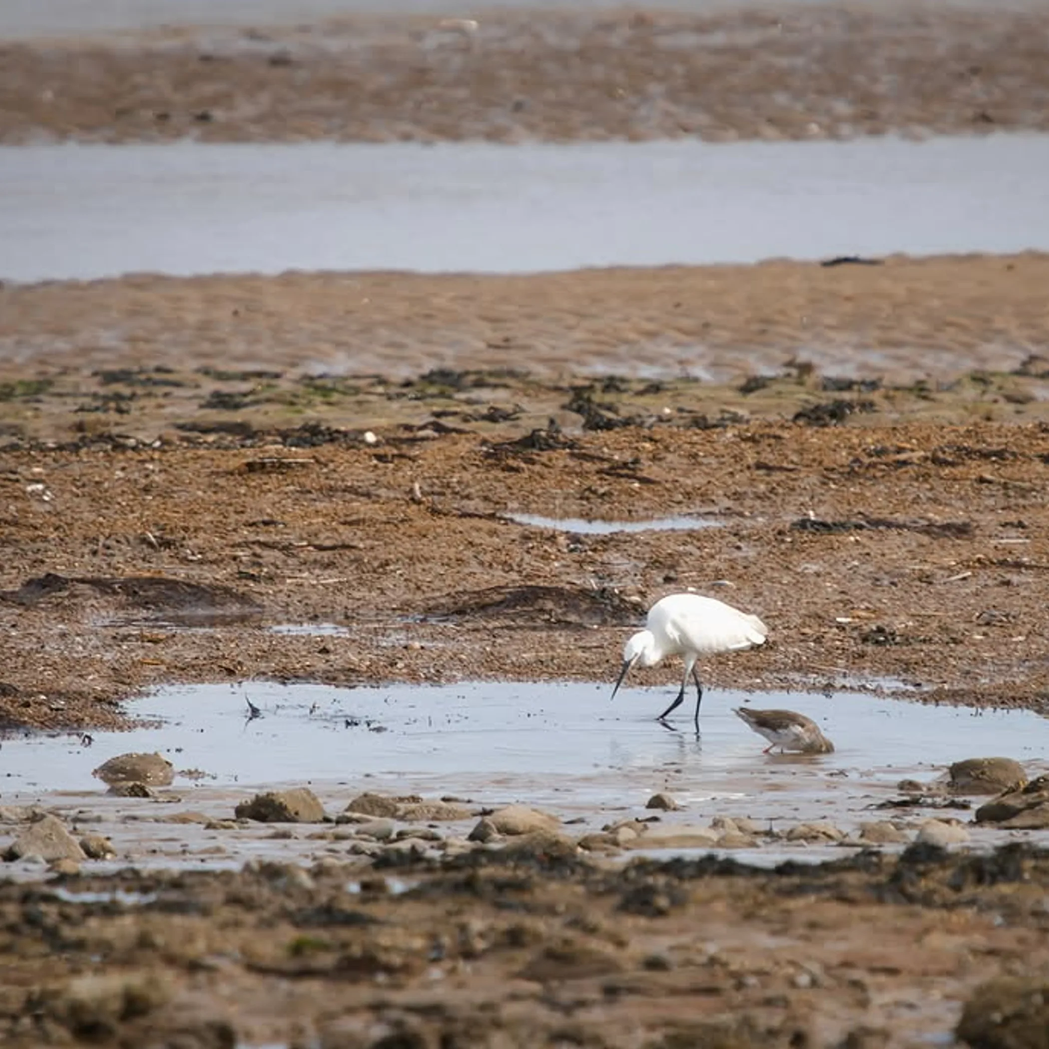 little egret and redshank in wetland
