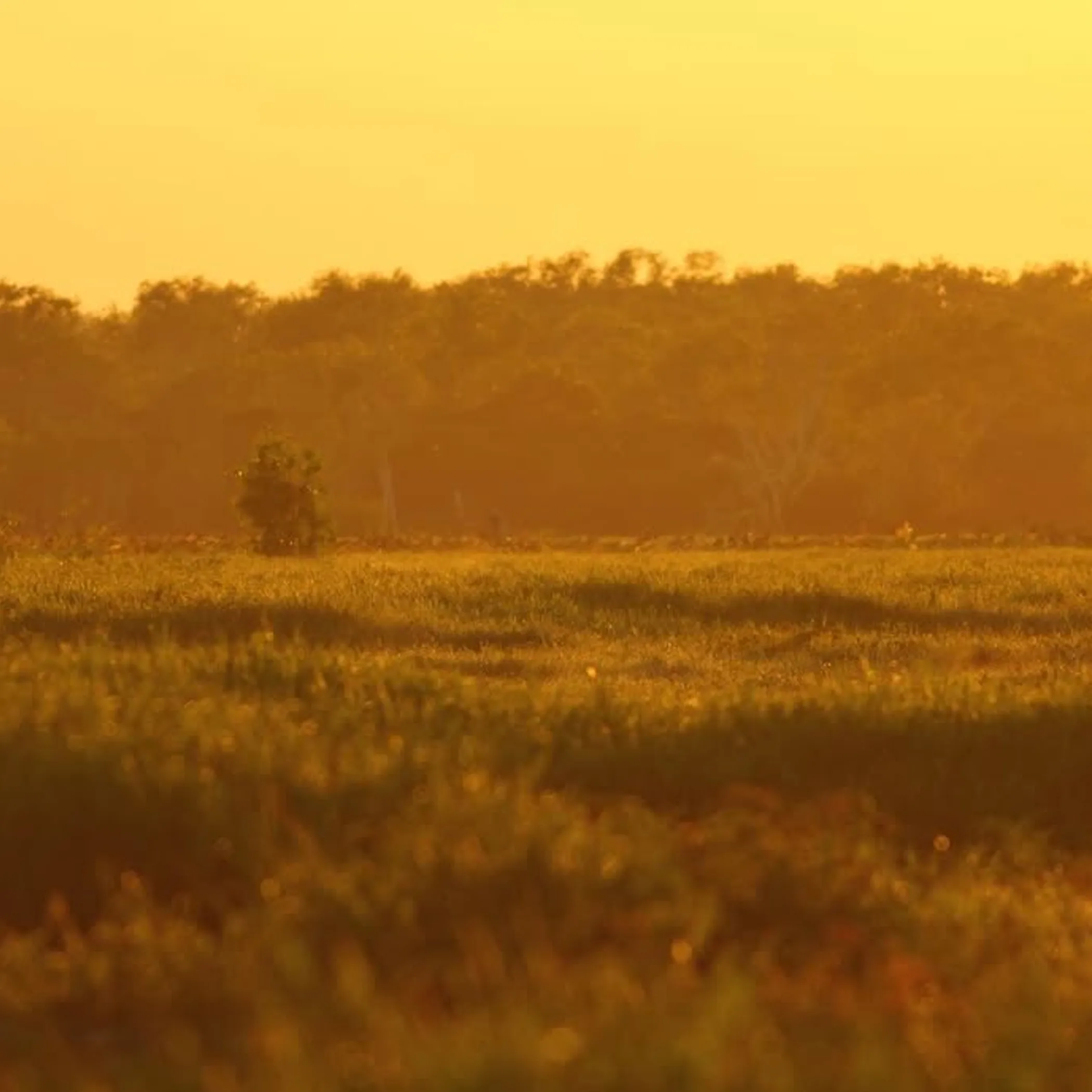 kakadu yellow water wetland landscape