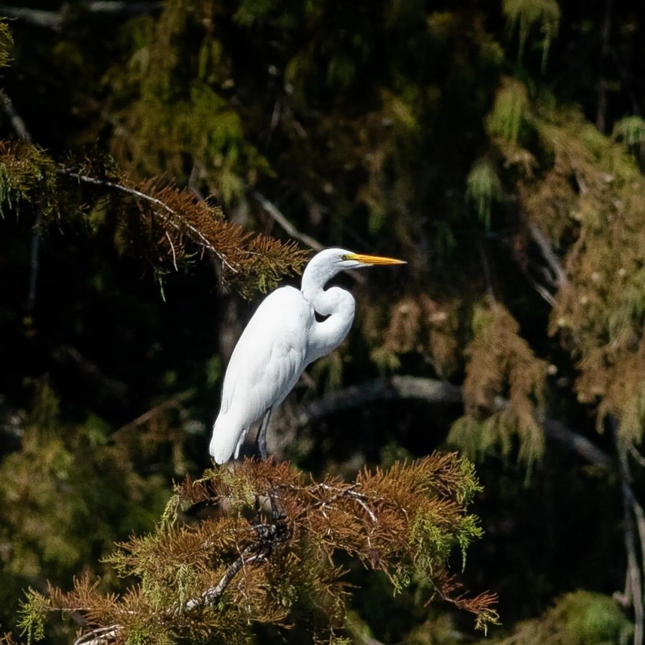wildlife photo for birdwatching